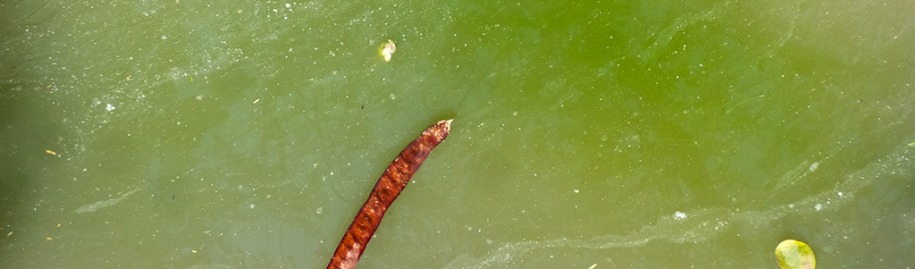 texture of green water