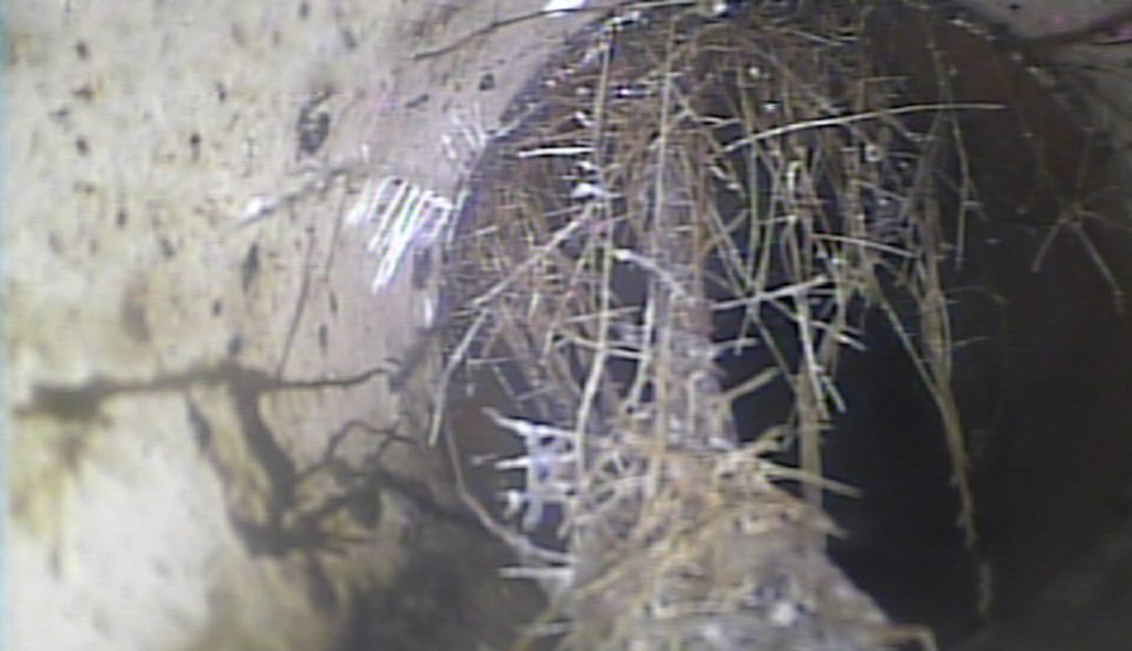 Tree root removal from drainage