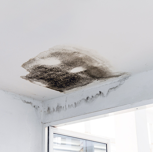 Water pipe leaks and mould growth