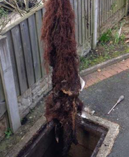 Tree roots